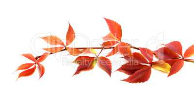 Red autumnal branch of grapes leaves (Parthenocissus quinquefoli