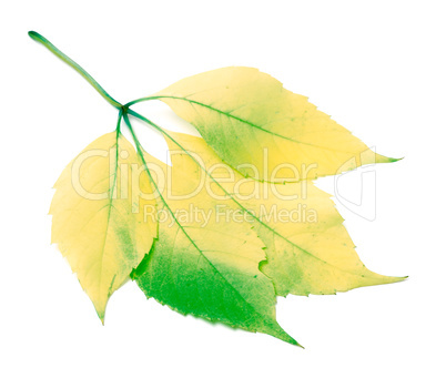 Multicolor grapes leaf, Parthenocissus quinquefolia foliage