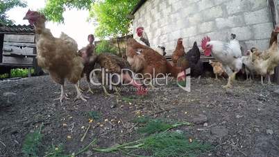 Rooster and hens in old chicken coop