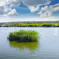 thickets of reeds on the lake