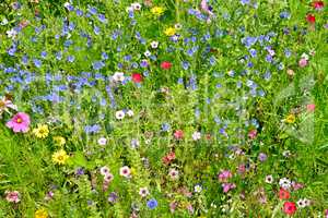 wild flowers on green meadow
