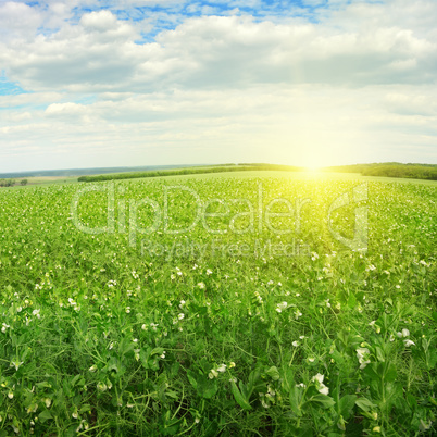 Beautiful sunrise over field pea