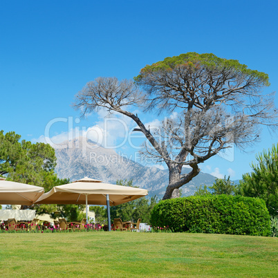 Beautiful tree on background big mountain