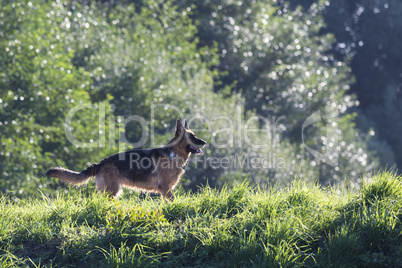 Schäferhund