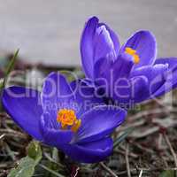 Crocus