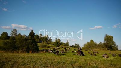 Herd of farm domestic animals grazing on green field
