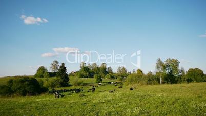 Herd of farm domestic animals grazing on green field