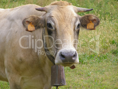 Fisheye view of Cow mammal