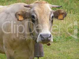 Fisheye view of Cow mammal