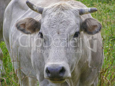 Fisheye view of Cow mammal