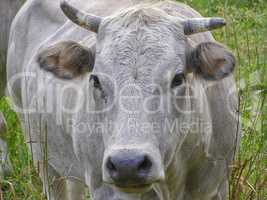 Fisheye view of Cow mammal