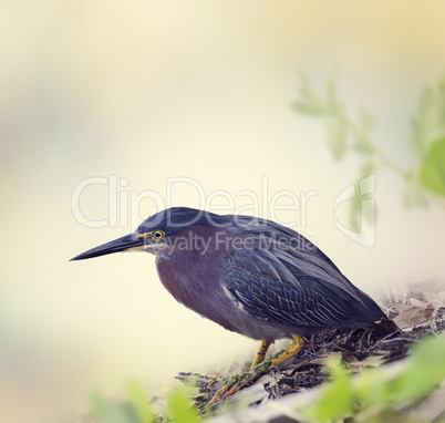 Green Heron