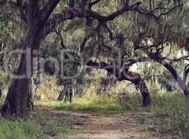 Oak Trees with Spanish Moss