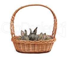 Rabbits in a basket