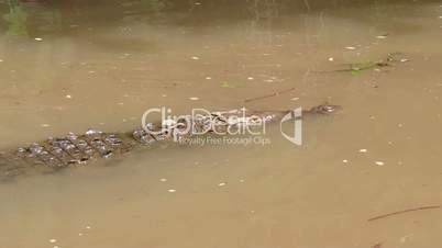 American Crocodile Animal Reptile Swimming In Costa Rica River Water