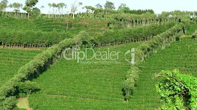 Coffee Plantation Cultivation Agriculture Farming Field Hills In Costa Rica