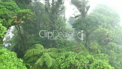 Costa Rica Monteverde Cloud Forest Jungle Nature Rainforest Sky Tram