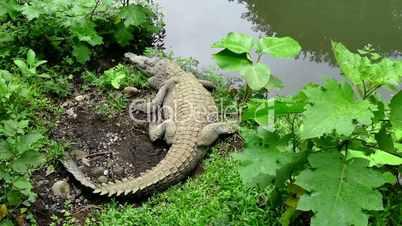Crocodile Wild Animal Reptile Wildlife In Zoological Gardens Costa Rica