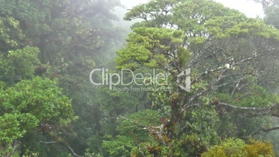 Jungle Rainforest Forest Canopy Trees Monteverde National Park Costa Rica