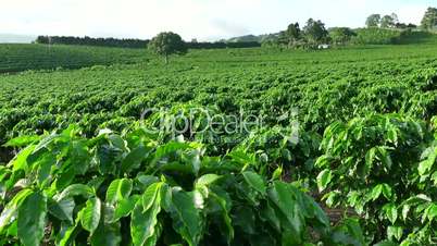 Plantation Cultivation Agriculture Farming Coffee Plants Field In Costa Rica