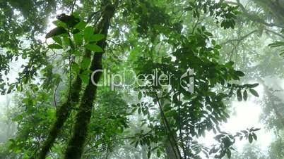 Rainforest Trees Jungle Fog Tenorio Volcano National Park Costa Rica