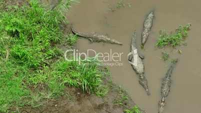 River Waters Infested With Crocodiles Animals Reptiles In Costa Rica