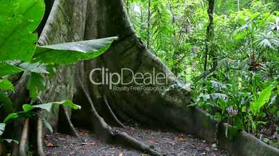 Tree Roots Flora Nature In Jungle Forest Rainforest Costa Rica