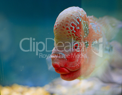 flowerhorn