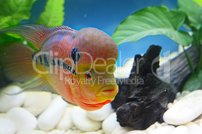 flowerhorn