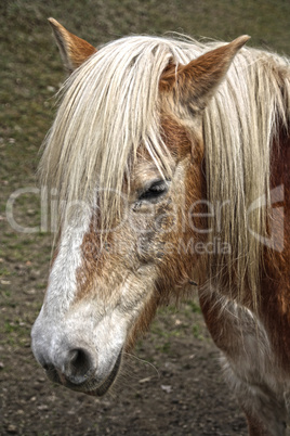 haflingerpony