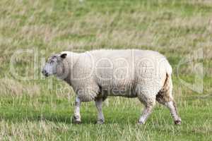 Schafe auf dem Deich bei Brunsbüttel, Schleswig-Holstein,Deutsc