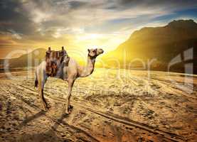 Camel in desert