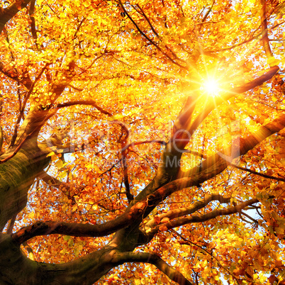 The autumn sun shining through gold leaves