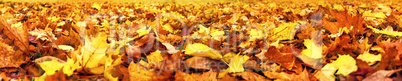 Autumn leaves, super wide banner