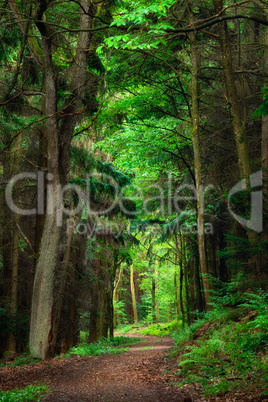 Verträumte Szene im Wald