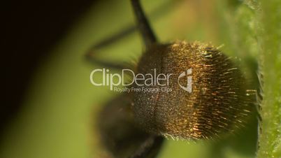 A macro view of an ants abdomen on a leaf