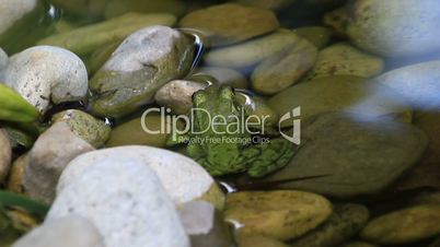 Green American Bullfrog  in the water