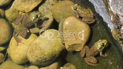 Colony of Three American Bullfrogs partly in the water