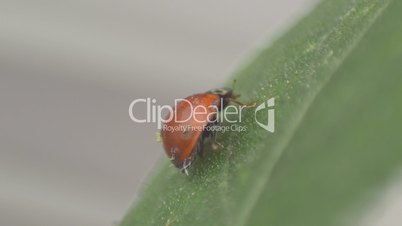 Macro view of a Ladybird beetle cleaning herself on a leaf