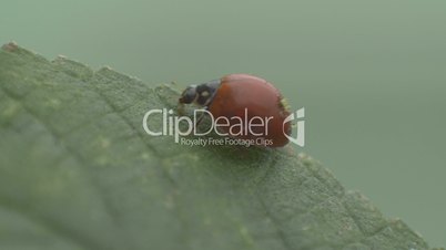 Macro view of a Ladybird beetle walking on a leaf.