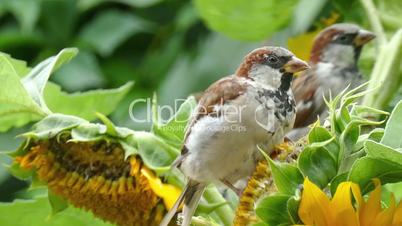 sparrows on a sunflower