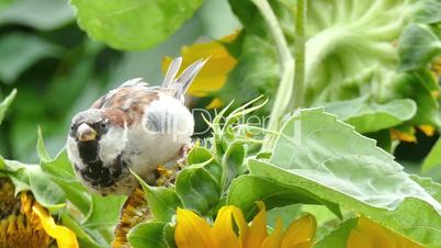 sparrows on a sunflower