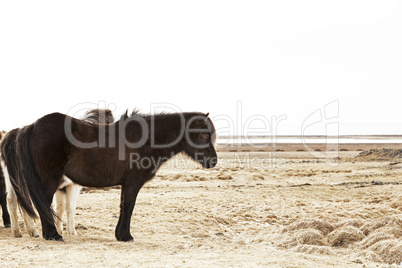 Portrait of a black Icelandic pony