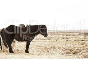 Portrait of a black Icelandic pony