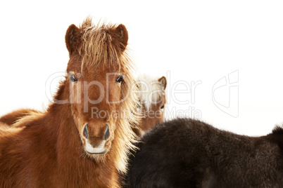 Portrait of an Icelandic pony with a brown mane