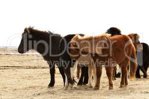 Herd of Icelandic ponies