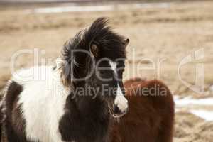 Portrait of a black and white Icelandic horse