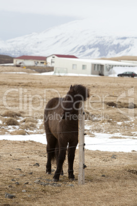 Portrait of a young black Icelandic horse