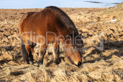 Brown icelandic pony on a meadow