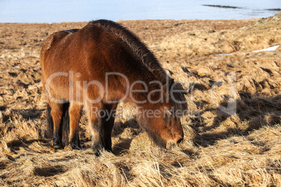 Brown icelandic pony on a meadow